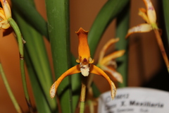Maxillaria picta