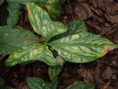 Cercestis mirabilis