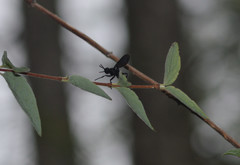 Penthosia satanica