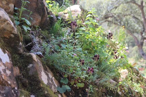 Image of Linaria tristis by (c) Olivier Argagnon, some rights reserved (CC BY)