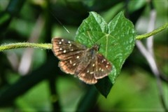Piruna mullinsi