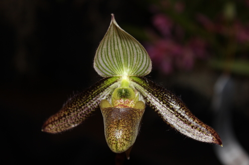 Ward's Paphiopedilum (Paphiopedilum wardii)