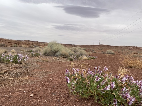 Beath's milkvetch (Astragalus beathii)