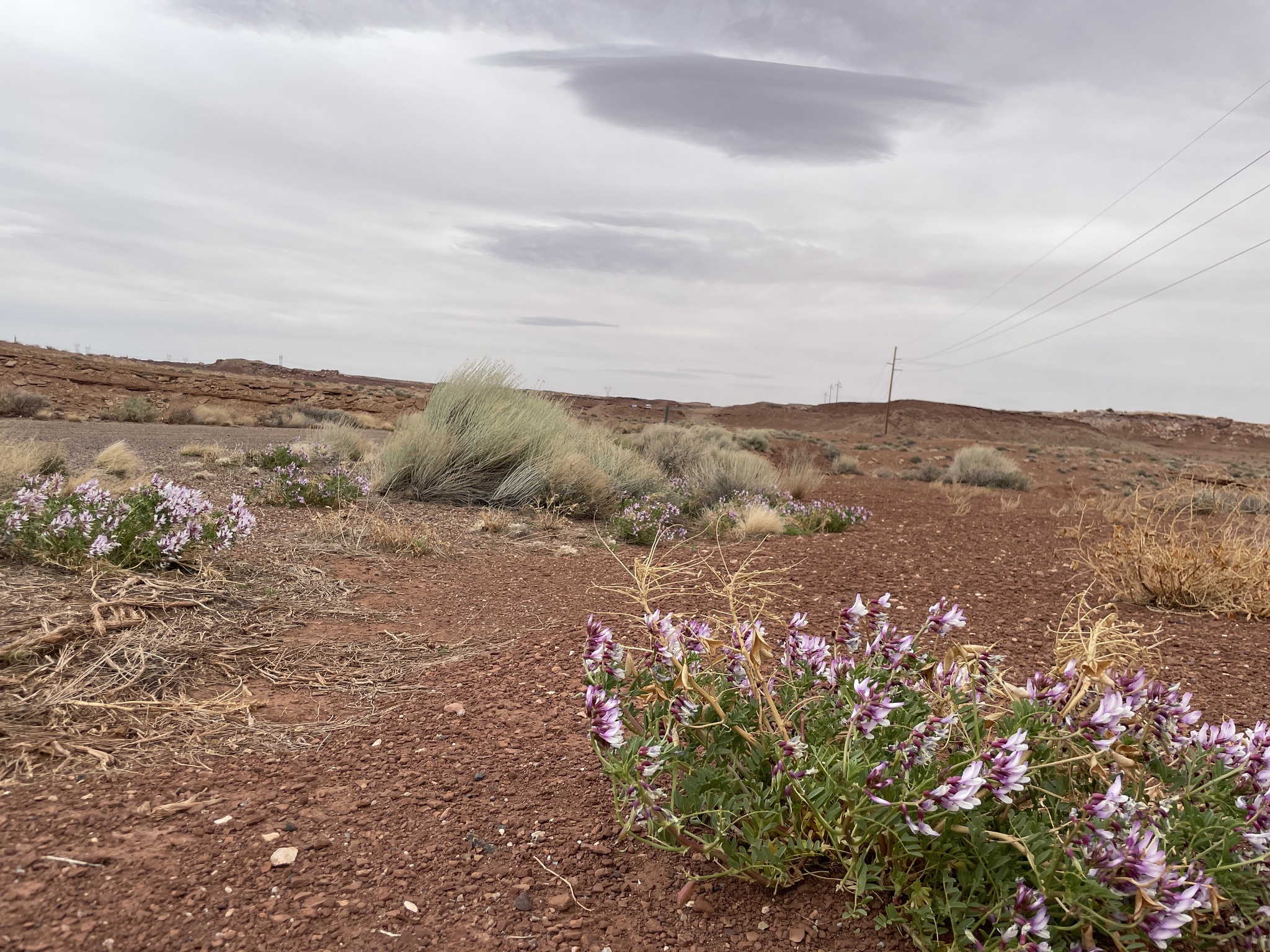 Astragalus beathii