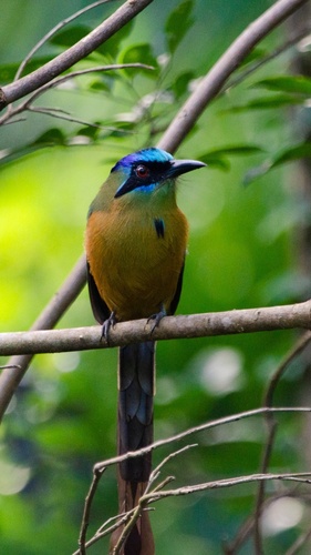 Amazonian Motmot