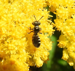 Perdita octomaculata