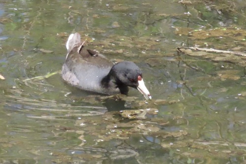 iNaturalist observation photo of American Coot