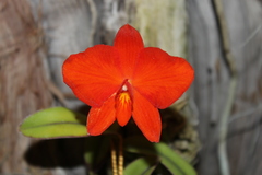 Cattleya coccinea