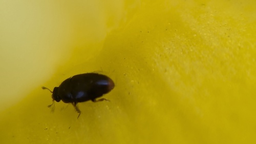 Lamiogethes haemorrhoidalis