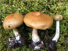 Cortinarius subtortus