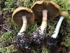 Cortinarius subtortus