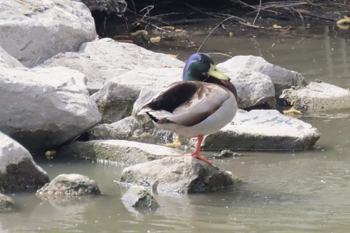 iNaturalist observation photo of Mallard