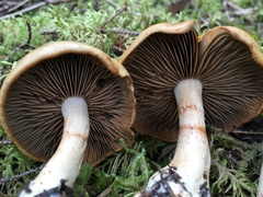 Cortinarius subtortus