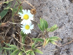 Aphanostephus riddellii