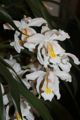 Coelogyne cristata