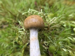 Cortinarius subtortus