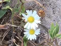 Aphanostephus riddellii