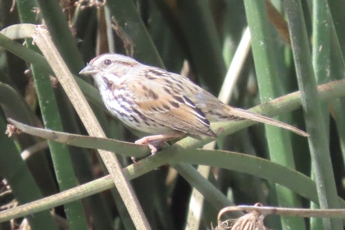 iNaturalist observation photo of Song Sparrow