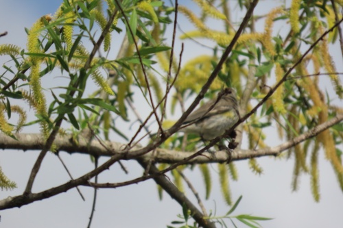 iNaturalist observation photo of Yellow-rumped Warbler