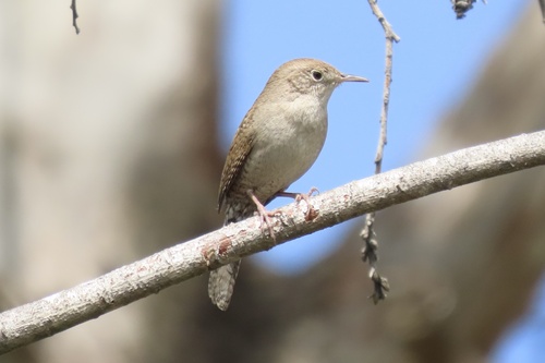 iNaturalist observation photo of Northern House Wren