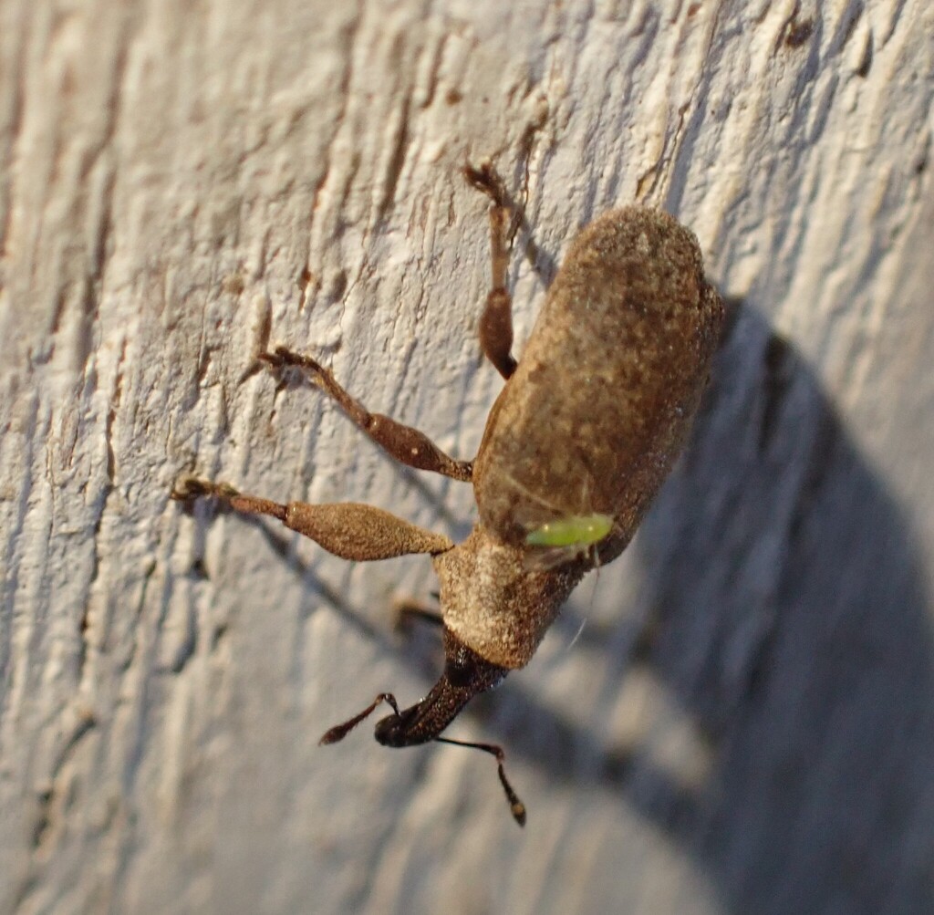 Teinomphasus