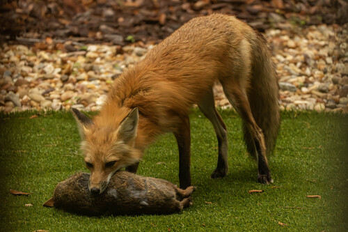Red Fox photographed in Florida