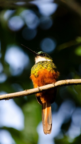 Rufous-tailed Jacamar