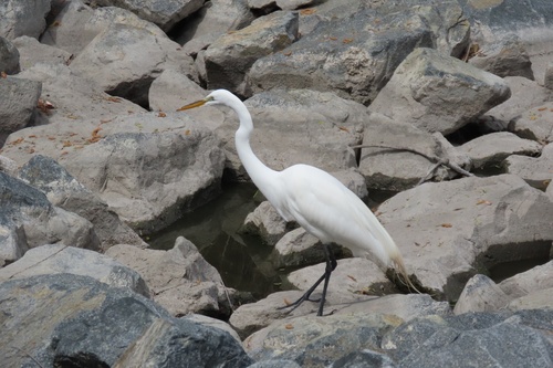 iNaturalist observation photo of Great Egret