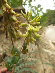 Astragalus graveolens