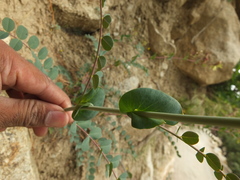Astragalus graveolens