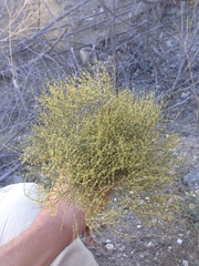 Eriogonum brachyanthum