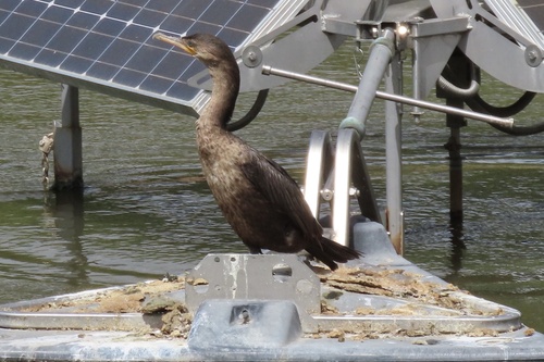iNaturalist observation photo of Double-crested Cormorant