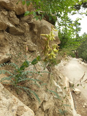 Astragalus graveolens