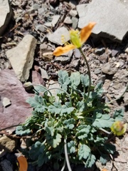 Papaver pygmaeum