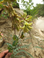 Astragalus graveolens