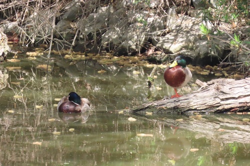 iNaturalist observation photo of Mallard