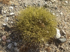 Eriogonum brachyanthum