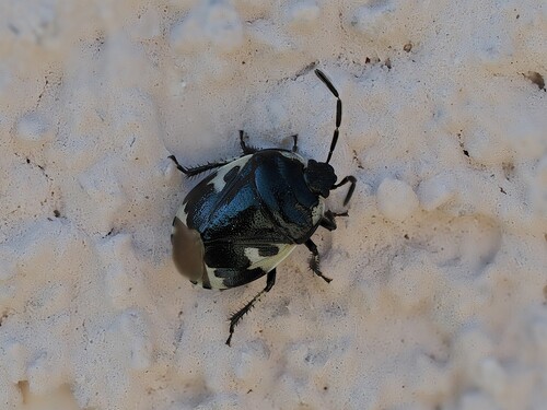 Tritomegas bicolor