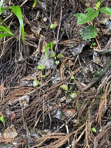 Viola yezoensis iNat (1)