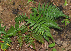 Polystichum neozelandicum neozelandicum