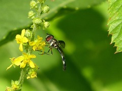 Pelecinobaccha costata