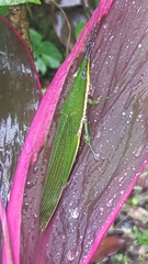 Legua crenulata
