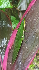 Legua crenulata