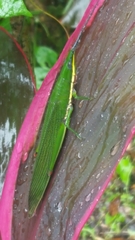 Legua crenulata