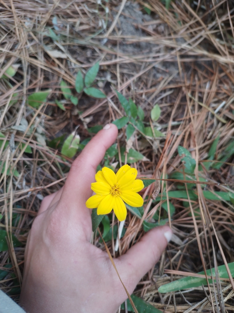 Wedelia montevidensis; photograph Mati Mántaras, CC0, iNaturalist via GBIF