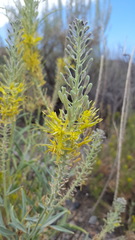 Stanleya pinnata pinnata