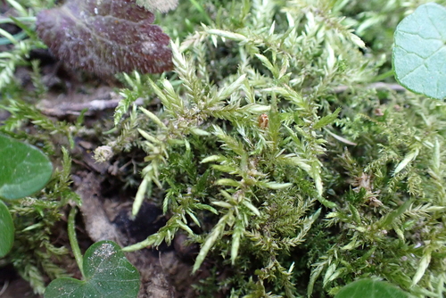 Image of Cirriphyllum piliferum by (c) Henry Miller, some rights reserved (CC BY)