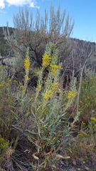 Stanleya pinnata pinnata