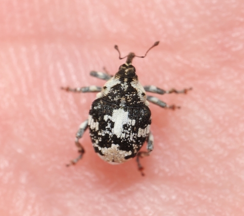Mogulones larvatus