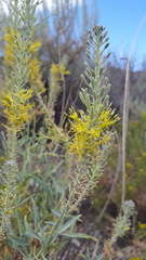 Stanleya pinnata pinnata